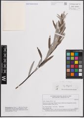 Foto von Salix eleagnos Scop.
